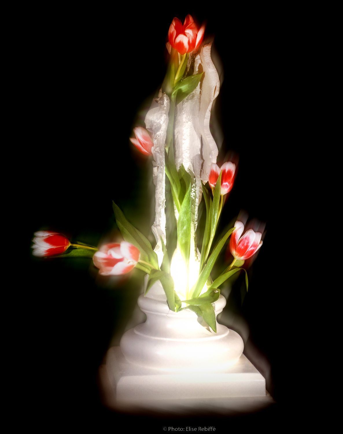 01-RE-Tulipe