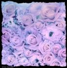 08-RE-Roses-mauves